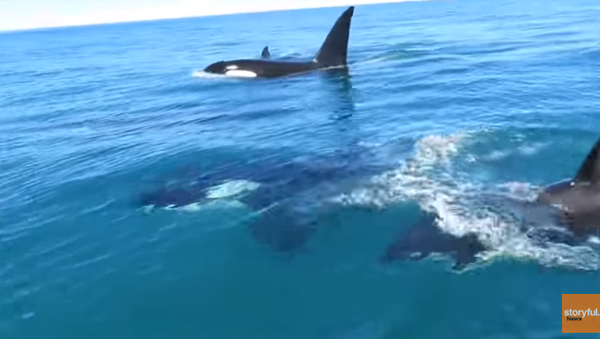 Jet Skiers Ride Waves with Orcas - Sputnik International