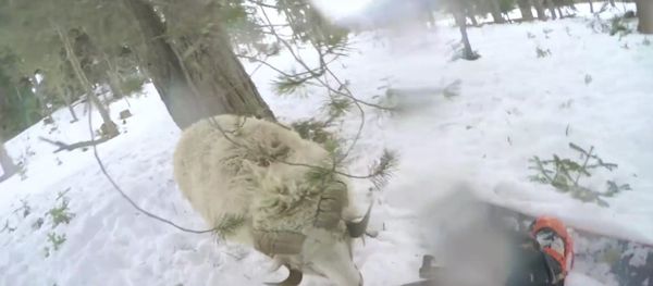Snowboarder Rams Into Sheep Snowboarder Rams Into Sheep - Sputnik International