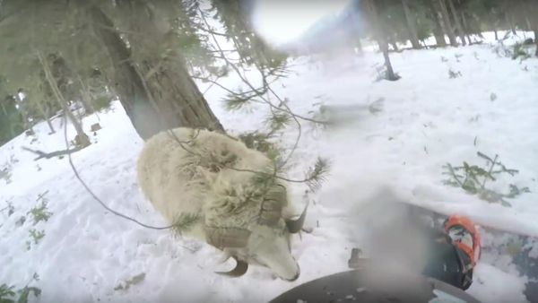 Snowboarder Rams Into Sheep - Sputnik International