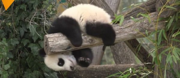 Vienna's 6-Month-Old Pandas Meet The Public Vienna's 6-Month-Old Pandas Meet The Public - Sputnik International