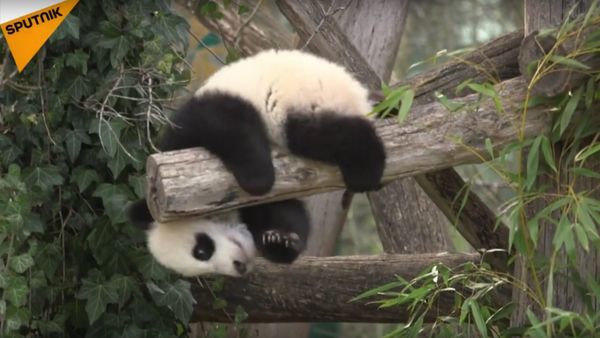 Vienna's 6-Month-Old Pandas Meet The Public - Sputnik International
