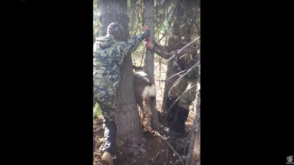 Deer Trapped Between Two Trees When Hunters Come to the Rescue - Sputnik International