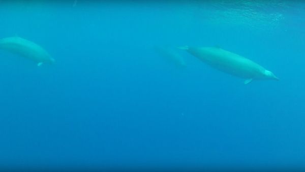 True's beaked whale - Sputnik International