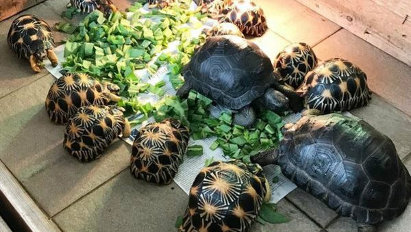 Turtles - Sputnik International