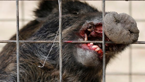 Wild boar is seen in a booby trap near a residential area in an evacuation zone near TEPCO's tsunami-crippled Fukushima Daiichi nuclear power plant in Tomioka town Wild boar is seen in a booby trap near a residential area in an evacuation zone near TEPCO's tsunami-crippled Fukushima Daiichi nuclear power plant in Tomioka town - Sputnik International