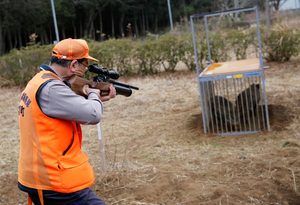 A member of Tomioka Town's animal control hunters group, holds a pellet gun to kill wild boars which are in a booby trap at a residential area in an evacuation zone near TEPCO's tsunami-crippled Fukushima Daiichi nuclear power plant in Tomioka town A member of Tomioka Town's animal control hunters group, holds a pellet gun to kill wild boars which are in a booby trap at a residential area in an evacuation zone near TEPCO's tsunami-crippled Fukushima Daiichi nuclear power plant in Tomioka town - Sputnik International