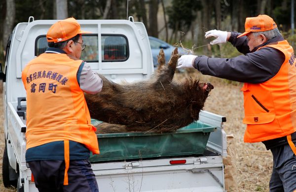 Members of Tomioka Town's animal control hunters group carry a wild boar which killed by a pellet gun in a booby trap, at a residential area in an evacuation zone near TEPCO's tsunami-crippled Fukushima Daiichi nuclear power plant in Tomioka town Members of Tomioka Town's animal control hunters group carry a wild boar which killed by a pellet gun in a booby trap, at a residential area in an evacuation zone near TEPCO's tsunami-crippled Fukushima Daiichi nuclear power plant in Tomioka town - Sputnik International