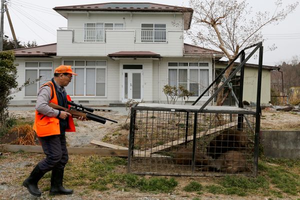 Wild boars are seen in a booby trap as a member of Tomioka Town's animal control hunters group, holds a pellet gun at a residential area in an evacuation zone near TEPCO's tsunami-crippled Fukushima Daiichi nuclear power plant in Tomioka town Wild boars are seen in a booby trap as a member of Tomioka Town's animal control hunters group, holds a pellet gun at a residential area in an evacuation zone near TEPCO's tsunami-crippled Fukushima Daiichi nuclear power plant in Tomioka town - Sputnik International