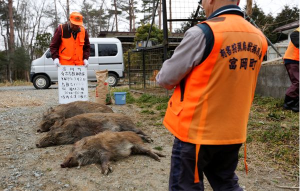 Members of Tomioka Town's animal control hunters group, take a photo of wild boars after they killed the wild boars in a booby trap at a residential area in an evacuation zone near TEPCO's tsunami-crippled Fukushima Daiichi nuclear power plant in Tomioka town Members of Tomioka Town's animal control hunters group, take a photo of wild boars after they killed the wild boars in a booby trap at a residential area in an evacuation zone near TEPCO's tsunami-crippled Fukushima Daiichi nuclear power plant in Tomioka town - Sputnik International