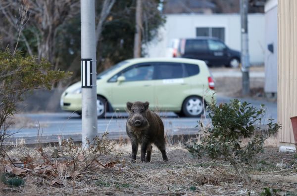 Wild boar is seen at a residential area in an evacuation zone near TEPCO's tsunami-crippled Fukushima Daiichi nuclear power plant in Namie town Wild boar is seen at a residential area in an evacuation zone near TEPCO's tsunami-crippled Fukushima Daiichi nuclear power plant in Namie town - Sputnik International