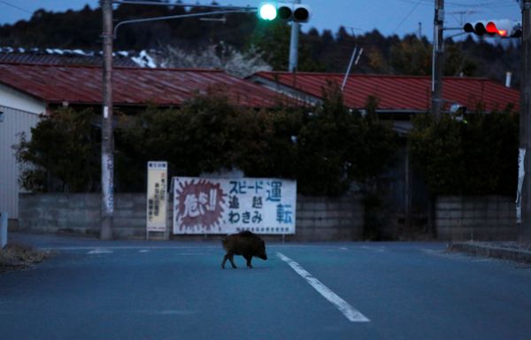 Fukushima Disaster Puts Japan in 'Nuclear Limbo' Ahead of 2020 Tokyo Olympics - Pundit Fukushima Disaster Puts Japan in 'Nuclear Limbo' Ahead of 2020 Tokyo Olympics - Pundit - Sputnik International