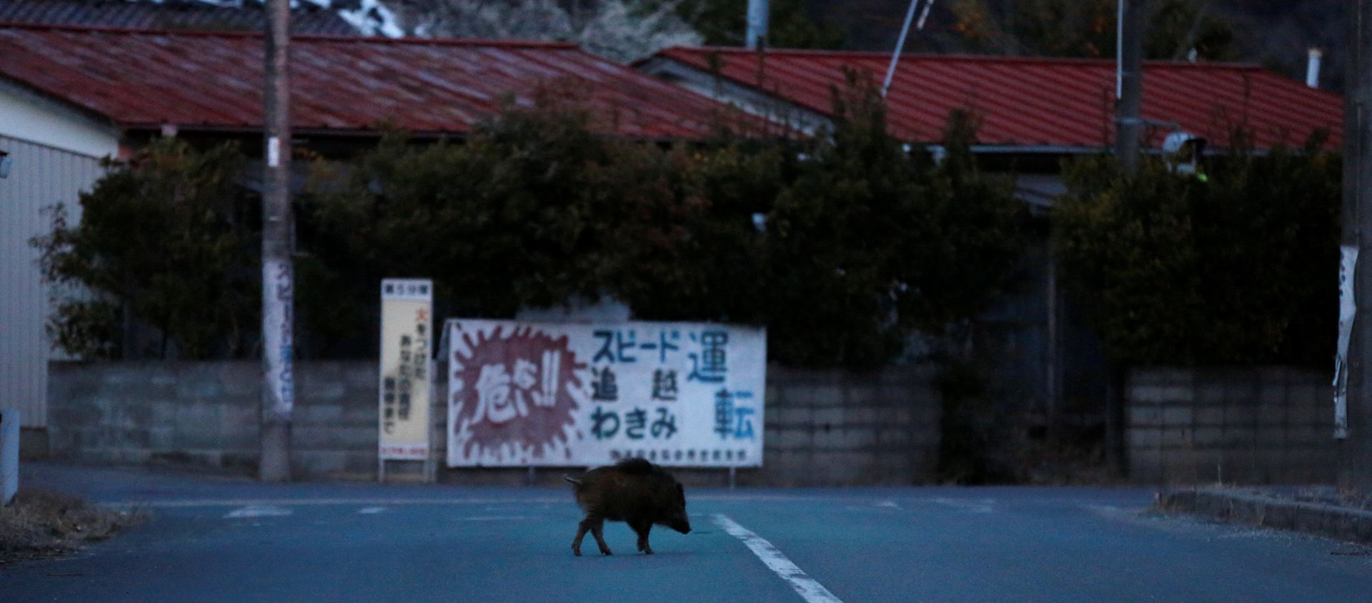 Wild boar walks on a street at a residential area in an evacuation zone near TEPCO's tsunami-crippled Fukushima Daiichi nuclear power plant in Namie town - Sputnik International, 1920, 11.01.2020