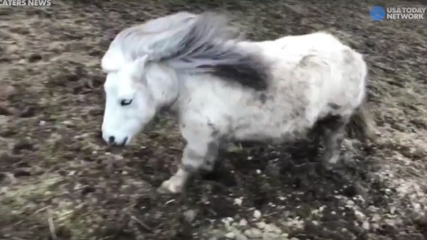 This horse is the best dancer you'll ever see - Sputnik International