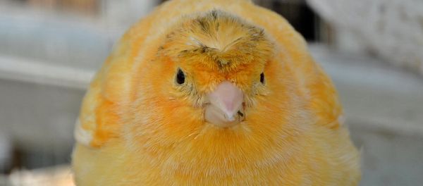 Canary - Sputnik International