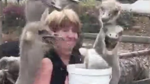 Hilarious moment a tourist is mobbed by ostriches as she offers them food - Sputnik International