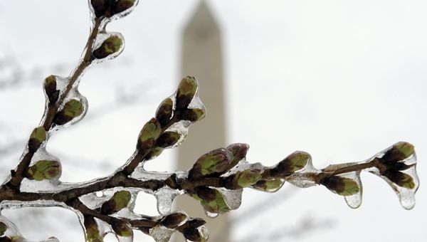 Frozen Cherry Blossoms Frozen Cherry Blossoms - Sputnik International