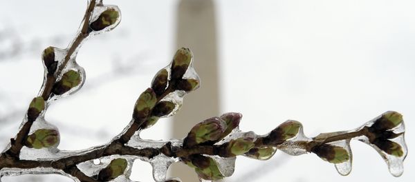Frozen Cherry Blossoms Frozen Cherry Blossoms - Sputnik International