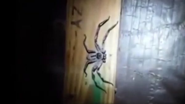 ENORMOUS huntsman spider lurking in dark corner as 100 newborn babies hatch from eggs - Sputnik International