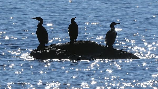 Cormorans rest on rocks (file) Cormorans rest on rocks (file) - Sputnik International