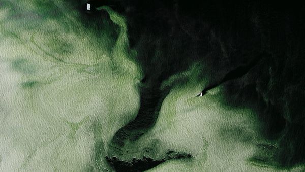 Antarctica's Granite Harbor, turned green by phytoplankton. The green has spread over 16 square miles of water. - Sputnik International