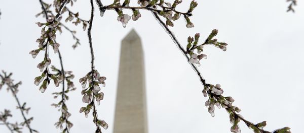 Washington's famed cherry blossoms are covered in ice during a late winter storm in Washington, Tuesday, March 14, 2017. The National Park Service is concerned about the impact of cold weather on the blossoms. - Sputnik International