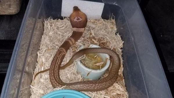 Florida Police Looking Missing Cobra Who Disappeared from Man’s Home - Sputnik International