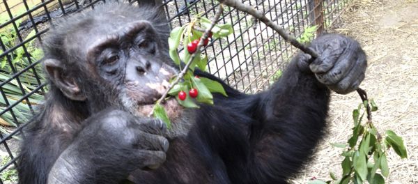 Chimpanzee Kiko eats wild cherries at the nonprofit Primate Sanctuary in Niagara Falls, N.Y. (File) Chimpanzee Kiko eats wild cherries at the nonprofit Primate Sanctuary in Niagara Falls, N.Y. (File) - Sputnik International