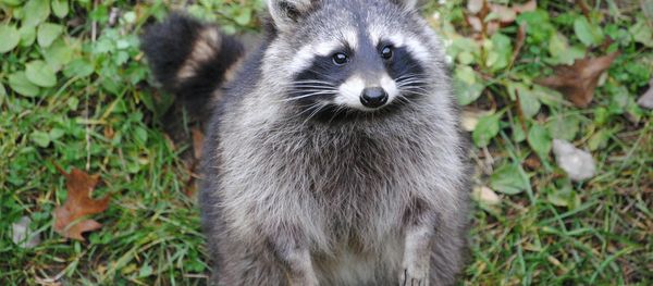 Raccoon Raccoon - Sputnik International