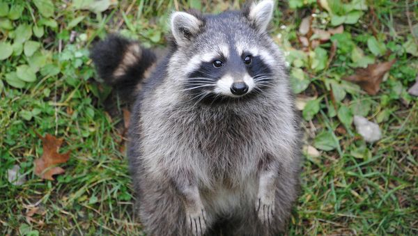 Raccoon - Sputnik International