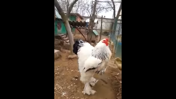 ‘Big Boss’ Chicken Makes Grand Entrance - Sputnik International