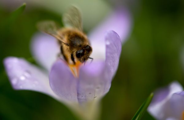 Spring Has Sprung Around the World - Sputnik International