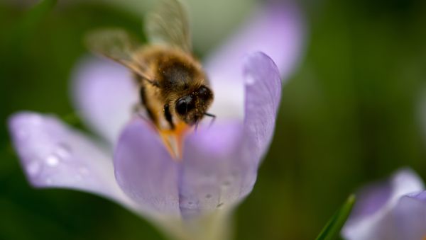 A bee collects pollen from a crocus on March 20, 2017 in Munich, southern Germany. - Sputnik International