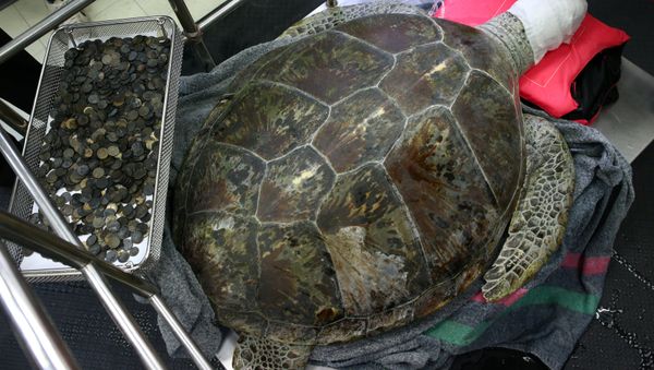 Omsin, a 25 year old femal green sea turtle, rests next to a tray of coins that were removed from her stomach at the Faculty of Veterinary Science, Chulalongkorn University in Bangkok, Thailand, March 6, 2017. - Sputnik International