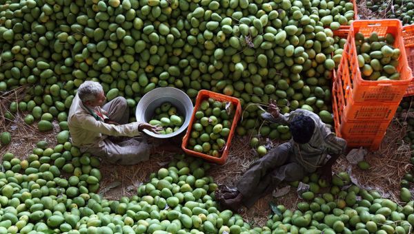 Indian laborers sort mangoes at a fruit market in Hyderabad, India, Wednesday, May 7, 2014. - Sputnik International