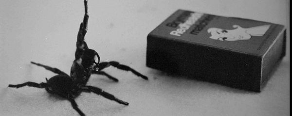 Australia's deadliest spider, the male Funnel Web in this undated filer is compared in size to a matchbox. - Sputnik International