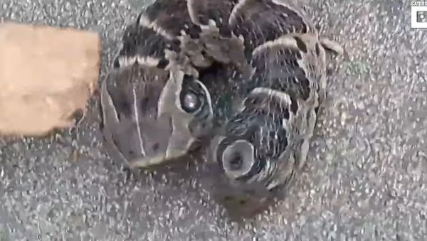 Woman Finds Strange Caterpillar In Garden - Sputnik International