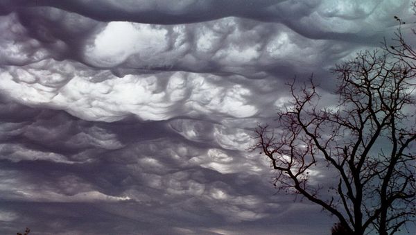 Undulatus asperatus - Sputnik International