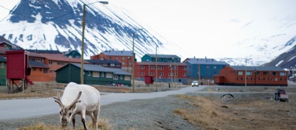 A reindeer eats in the streets of Longyearbyen - Sputnik International