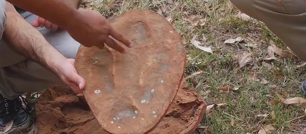 Australia's Jurassic Park - Sputnik International
