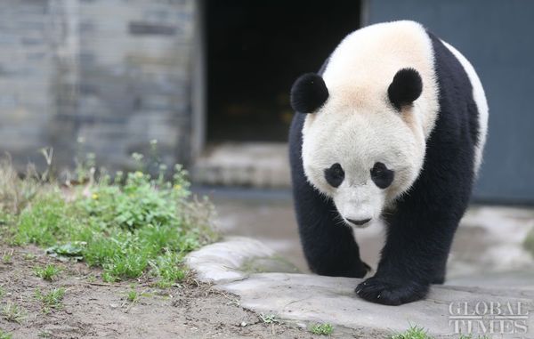 The US-born giant panda Baobao takes a walk on Friday after a one-month quarantine period at the Dujiangyan base of the China Conservation and Research Center for the Giant Panda in Southwest China's Sichuan Province - Sputnik International