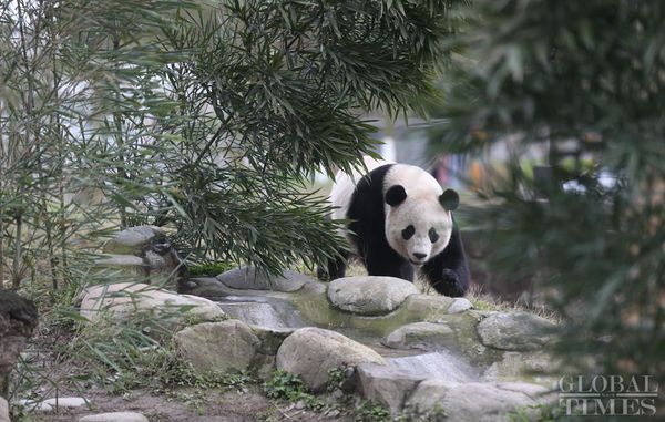 The US-born giant panda Baobao made its official debut on Friday after a one-month quarantine period at the Dujiangyan base of the China Conservation and Research Center for the Giant Panda in Southwest China's Sichuan Province - Sputnik International
