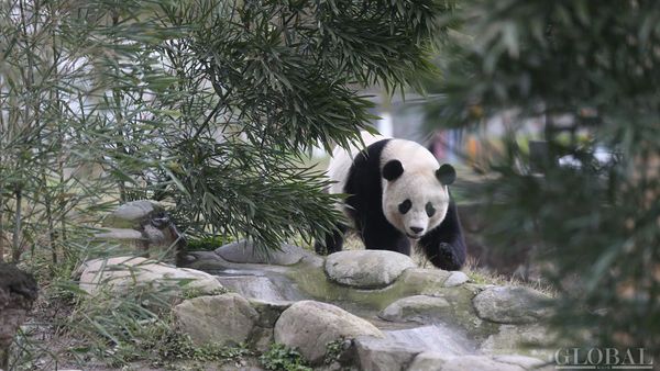 The US-born giant panda Baobao made its official debut on Friday after a one-month quarantine period at the Dujiangyan base of the China Conservation and Research Center for the Giant Panda in Southwest China's Sichuan Province - Sputnik International