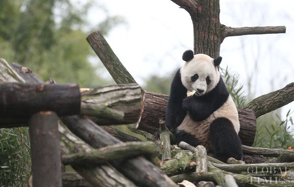 The US-born giant panda Baobao made its official debut on Friday after a one-month quarantine period at the Dujiangyan base of the China Conservation and Research Center for the Giant Panda in Southwest China's Sichuan Province - Sputnik International