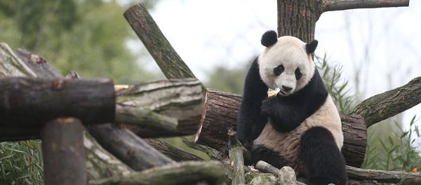 The US-born giant panda Baobao made its official debut on Friday after a one-month quarantine period at the Dujiangyan base of the China Conservation and Research Center for the Giant Panda in Southwest China's Sichuan Province - Sputnik International