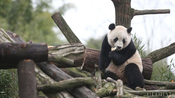 The US-born giant panda Baobao made its official debut on Friday after a one-month quarantine period at the Dujiangyan base of the China Conservation and Research Center for the Giant Panda in Southwest China's Sichuan Province - Sputnik International