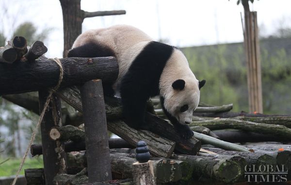 The US-born giant panda Baobao explores its enclosure on Friday after a one-month quarantine period at the Dujiangyan base of the China Conservation and Research Center for the Giant Panda in Southwest China's Sichuan Province - Sputnik International