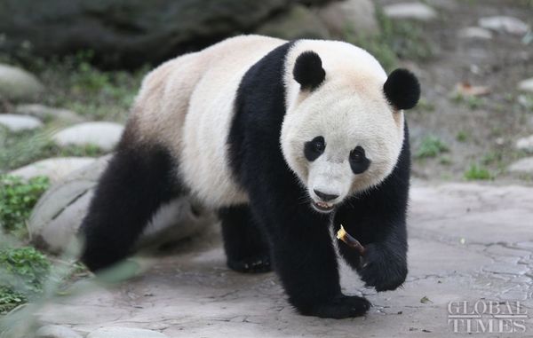 The US-born giant panda Baobao made its official debut on Friday after a one-month quarantine period at the Dujiangyan base of the China Conservation and Research Center for the Giant Panda in Southwest China's Sichuan Province - Sputnik International