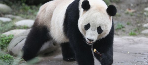 The US-born giant panda Baobao made its official debut on Friday after a one-month quarantine period at the Dujiangyan base of the China Conservation and Research Center for the Giant Panda in Southwest China's Sichuan Province The US-born giant panda Baobao made its official debut on Friday after a one-month quarantine period at the Dujiangyan base of the China Conservation and Research Center for the Giant Panda in Southwest China's Sichuan Province - Sputnik International