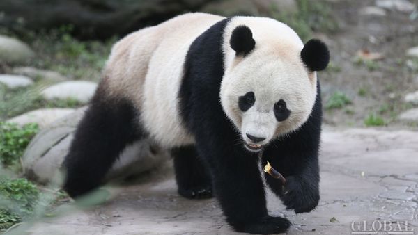 The US-born giant panda Baobao made its official debut on Friday after a one-month quarantine period at the Dujiangyan base of the China Conservation and Research Center for the Giant Panda in Southwest China's Sichuan Province - Sputnik International