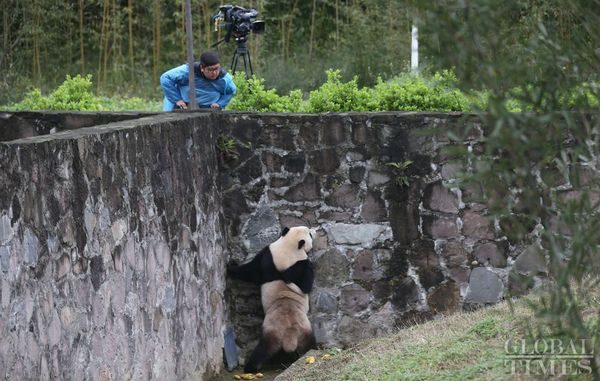 The US-born giant panda Baobao made its official debut on Friday after a one-month quarantine period at the Dujiangyan base of the China Conservation and Research Center for the Giant Panda in Southwest China's Sichuan Province. - Sputnik International